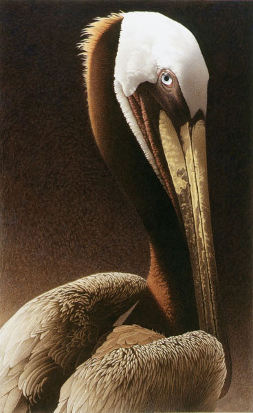 Barbara Banthien Limited Edition Print - Portrait of a Pelican