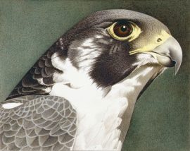 Barbara Banthien Limited Edition Print - Peregrine Falcon