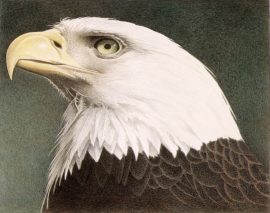 Barbara Banthien Limited Edition Print - Bald Eagle