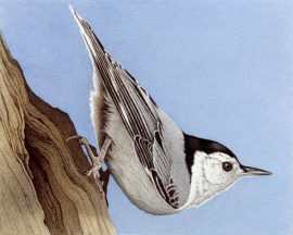 Barbara Banthien Limited Edition Print - White-Breasted Nuthatch