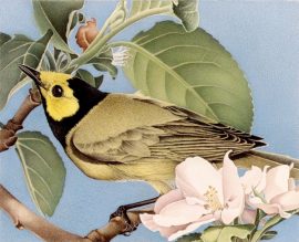 Barbara Banthien Limited Edition Print - Hooded Warbler