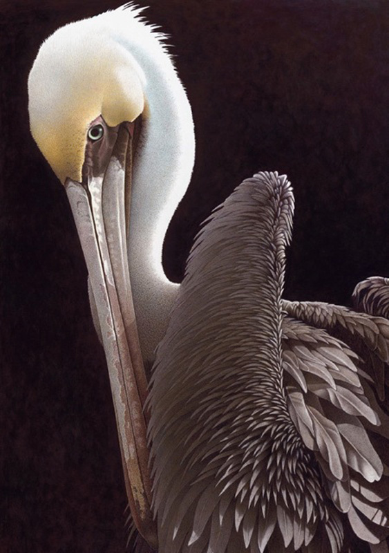 Barbara Banthien Limited Edition Print - Brown Pelican