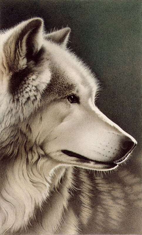 Barbara Banthien Limited Edition Print - Gray Wolf