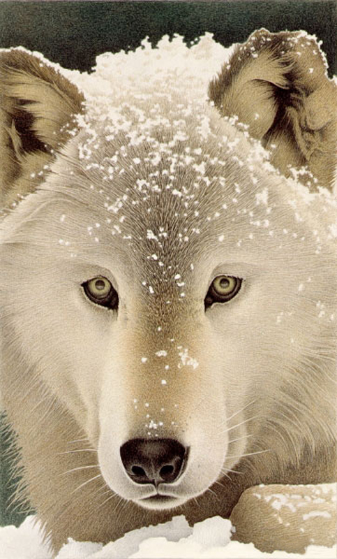 Barbara Banthien Limited Edition Print - Snow Wolf