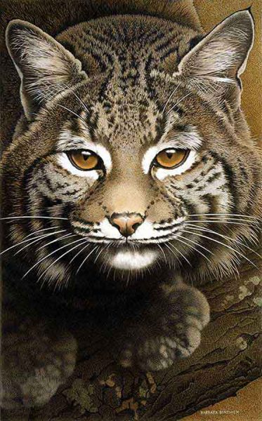 Barbara Banthien Limited Edition Print - Bobcat