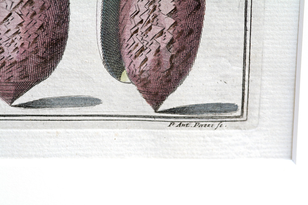 Antique Engraving - Indes Testarum Conchyliorum (1742)
