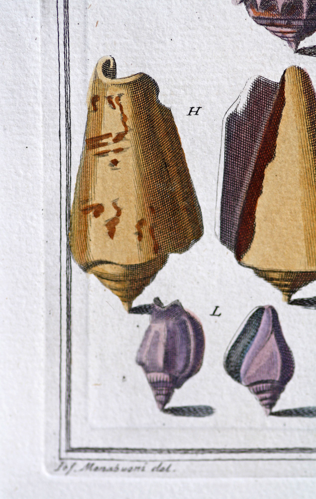 Antique Engraving - Indes Testarum Conchyliorum (1742)