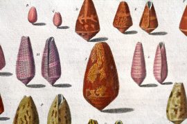 Antique Engraving - Indes Testarum Conchyliorum (1742)