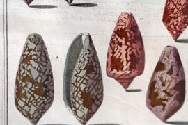 Antique Engraving - Indes Testarum Conchyliorum (1742)