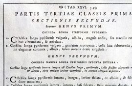 Antique Engraving - Indes Testarum Conchyliorum (1742)