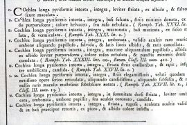 Antique Engraving - Indes Testarum Conchyliorum (1742)