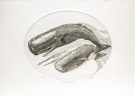 J.D. Mayhew Limited Edition Print - Sperm Whales