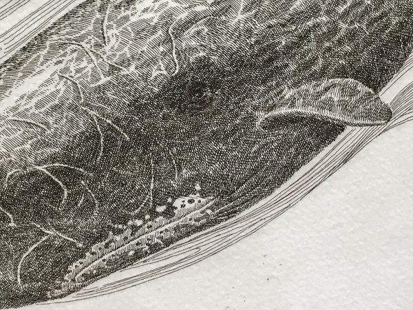 J.D. Mayhew Limited Edition Print - Sperm Whales
