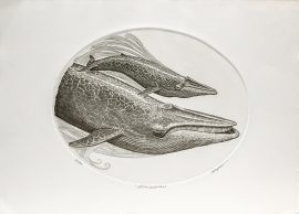 J.D. Mayhew Limited Edition Print - Blue Whales