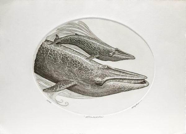 J.D. Mayhew Limited Edition Print - Blue Whales