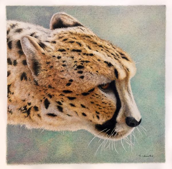 Nancy Charles Original Drawing - Cheetah