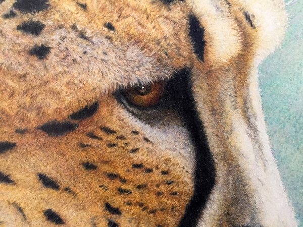 Nancy Charles Original Drawing - Cheetah