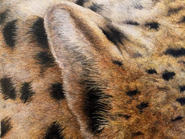 Nancy Charles Original Drawing - Cheetah