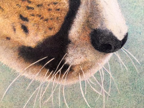 Nancy Charles Original Drawing - Cheetah