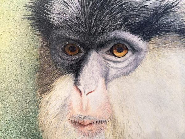 Nancy Charles Original Drawing - Mona Monkey