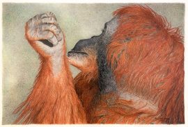 Nancy Charles Original Drawing - Orangutan