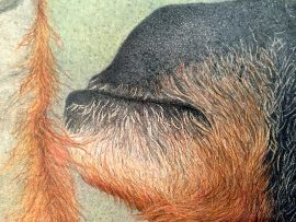 Nancy Charles Original Drawing - Orangutan