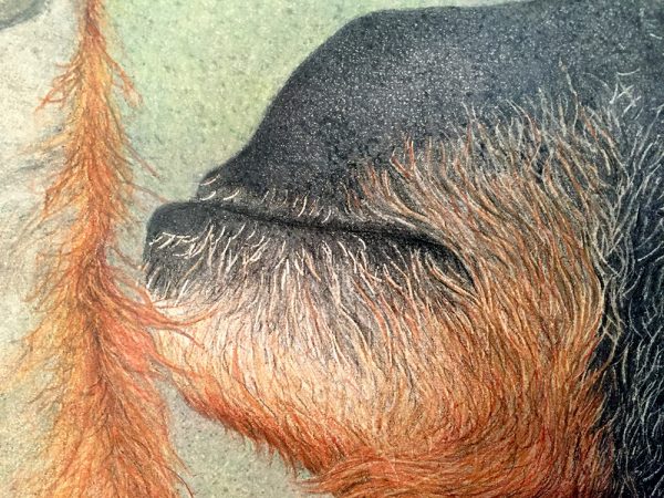 Nancy Charles Original Drawing - Orangutan