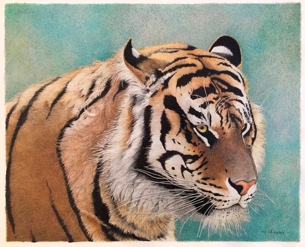 Nancy Charles Original Drawing - Tiger