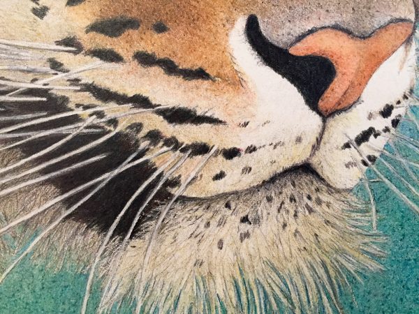 Nancy Charles Original Drawing - Tiger