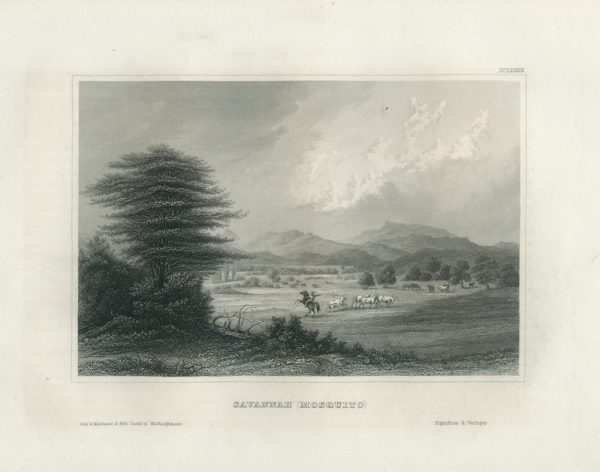 Antique Engraving - Savannah (Masquito) (1852)