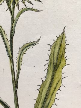 Antique Botanical Engraving - Rohia monanthos