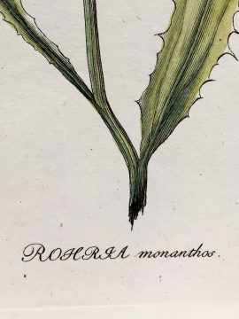 Antique Botanical Engraving - Rohia monanthos