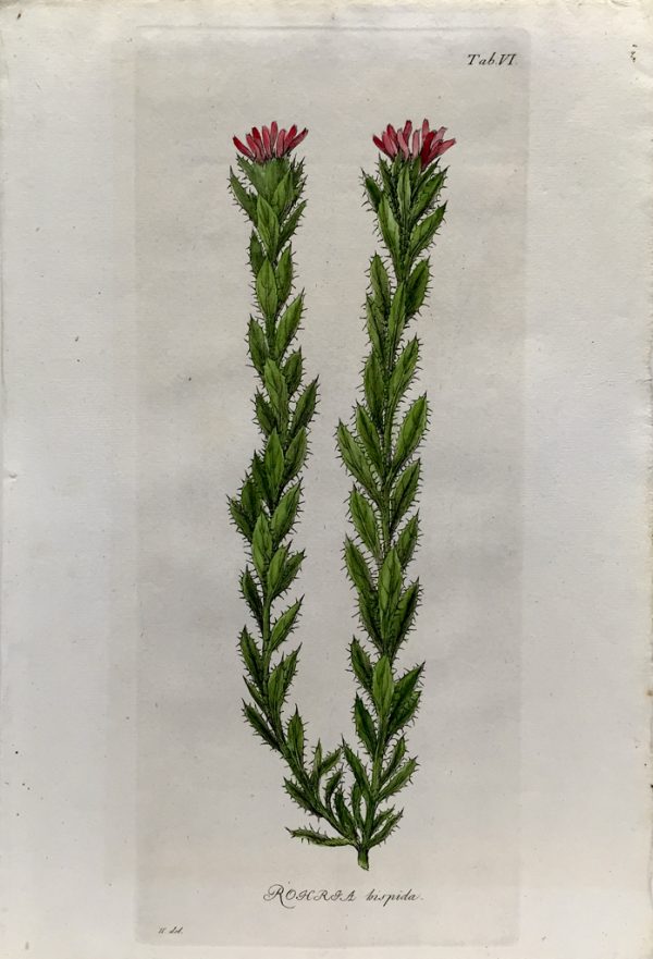 Antique Botanical Engraving - Rohria hispida