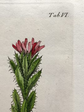 Antique Botanical Engraving - Rohria hispida