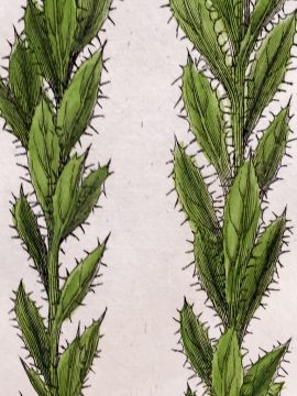 Antique Botanical Engraving - Rohria hispida