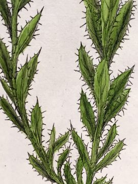 Antique Botanical Engraving - Rohria hispida