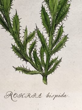 Antique Botanical Engraving - Rohria hispida