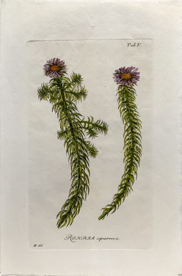 Antique Botanical Engraving - Rohria squarrosa