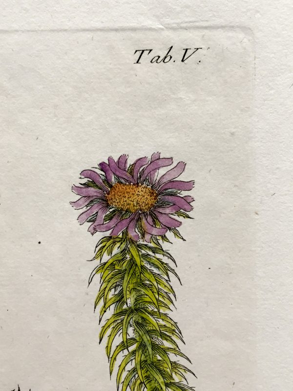 Antique Botanical Engraving - Rohria squarrosa