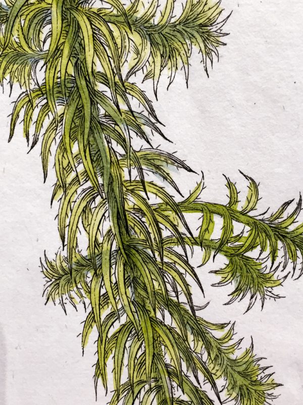 Antique Botanical Engraving - Rohria squarrosa