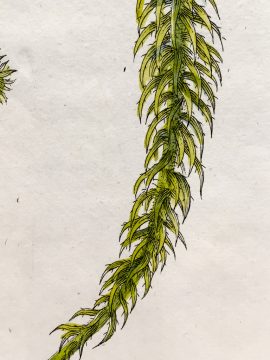 Antique Botanical Engraving - Rohria squarrosa