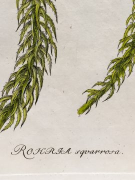 Antique Botanical Engraving - Rohria squarrosa