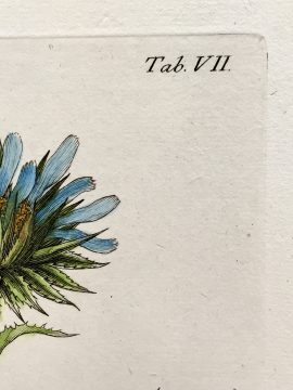 Antique Botanical Engraving - Rohria monanthos