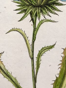 Antique Botanical Engraving - Rohria monanthos