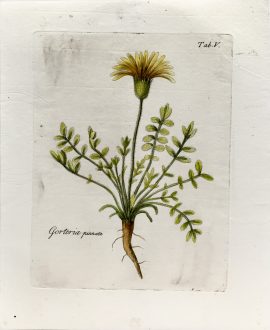 Antique Botanical Engraving - Gorteria Pinnata