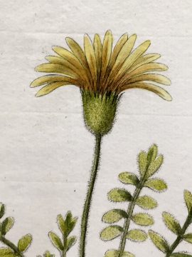 Antique Botanical Engraving - Gorteria Pinnata