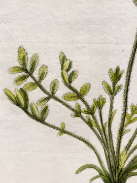 Antique Botanical Engraving - Gorteria Pinnata