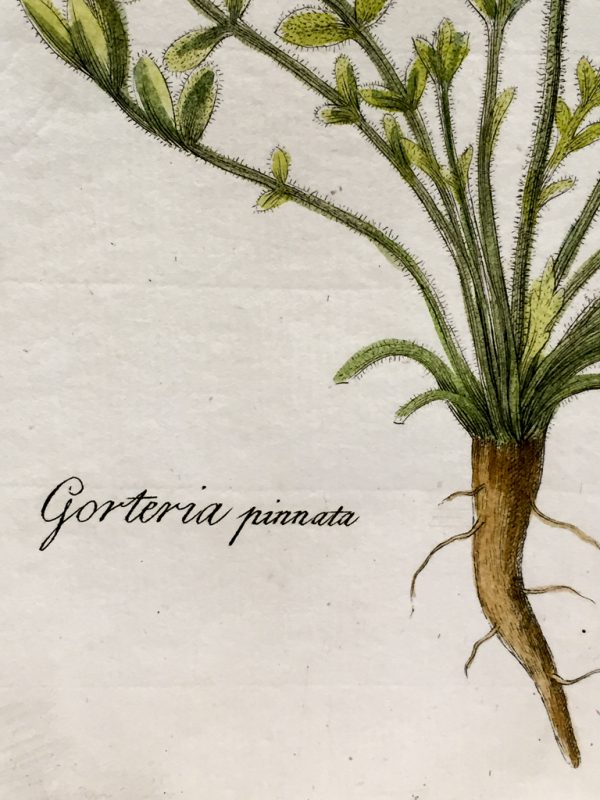 Antique Botanical Engraving - Gorteria Pinnata