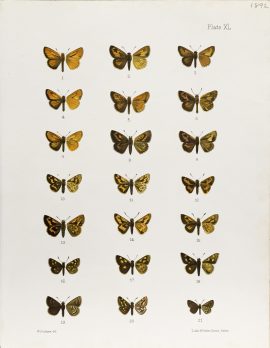 Antique Entomology Lithograph - Butterfly Plate (1892)