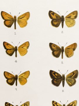 Antique Entomology Lithograph - Butterfly Plate (1892)